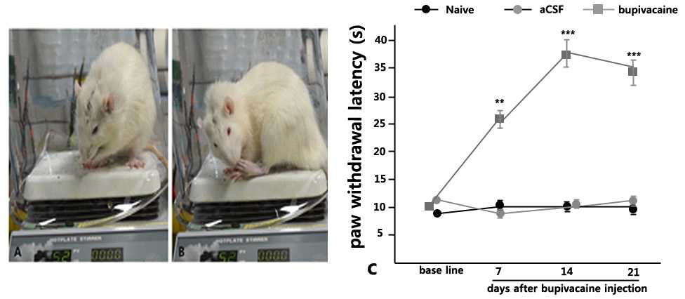 hot plate 통증 행동 실험 – 52 ℃로 설정된 행동 실험대 위에 실험동물을 올려놓고, 실험동물이 (A) 발을 들거나 (B) 핥는 등의 통증에 대한 반응을 보이는 행동을 하기까지의 시간(latency)를 측정. (C) hot plate 통증 행동 실험의 결과를 그래프화 함. 대조군에 비해 bupivacaine을 주입한 실험군에서 latency가 유의미한 차이를 보임
