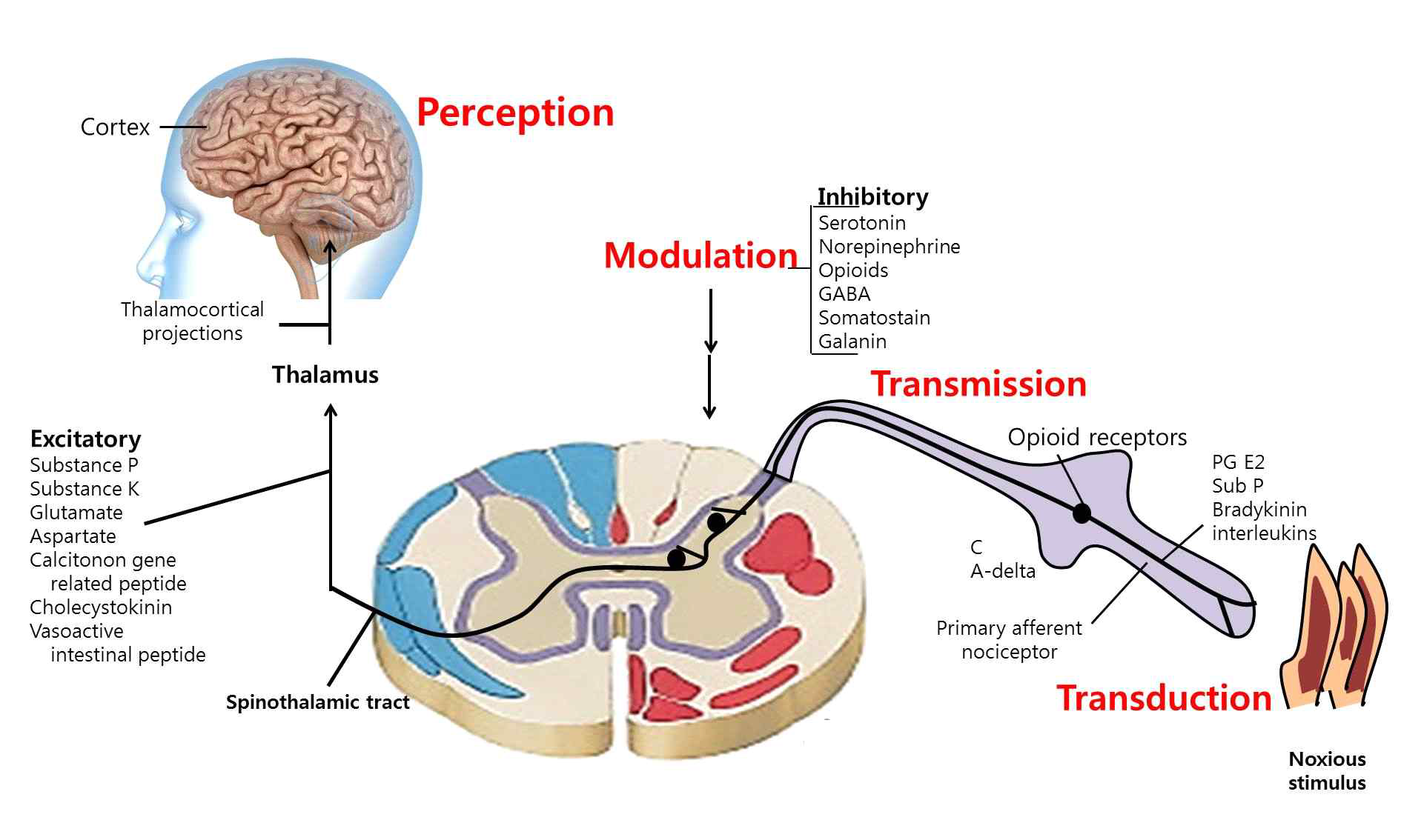 통증전도의 생리적 과정. 통증전도의 생리적 과정은 다음과 같은 네 단계로 설명됨. Transduction, Transmission, Modulation, & Perception