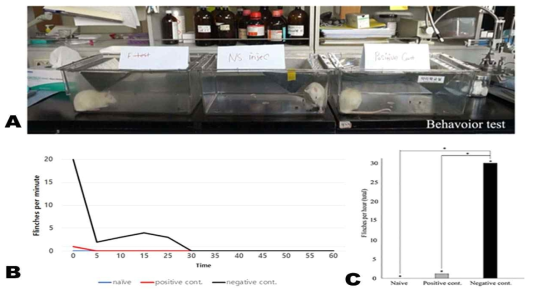 포르말린 및 생리식염수를 주입 한 직후 각 실험군이 희생되기 1시간 전 행동실험 측정. (A) 포르말린 및 생리식염수 주입 후 행동변화 측정, (B-C) 행동실험 결과. 대조군I(Naive)과 대조군II(Positive control)는 실험군과 유의한 차이를 보였다(±SEM. *P<0.05.)
