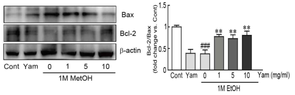 세포사멸 관련 단백질 (Bax와 Bcl2)의 마 영여자 추출물의 억제 효과