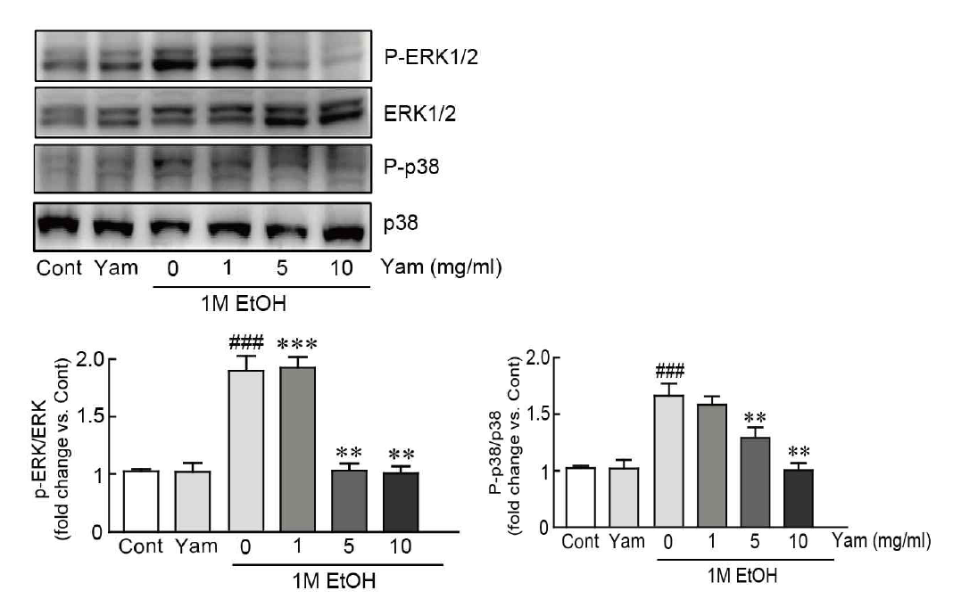 MAPK (ERK와 p-38)의 단백질들의 마 영여자 추출물의 억제 효과