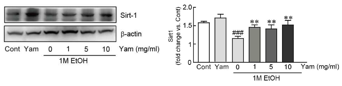 Sirt1 단백질의 마 영여자 추출물의 억제 효과