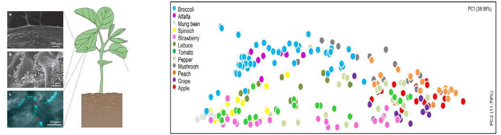 식물 미생물체 존재 및 과채류 유래 미생물 군집 비교