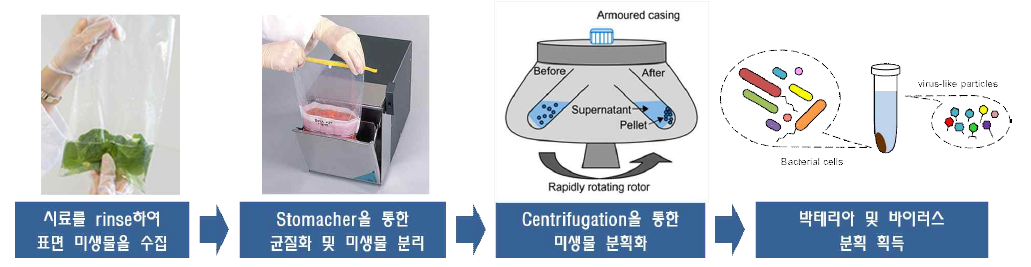 채소류 시료로부터 박테리아 및 바이러스 분획 획득 과정