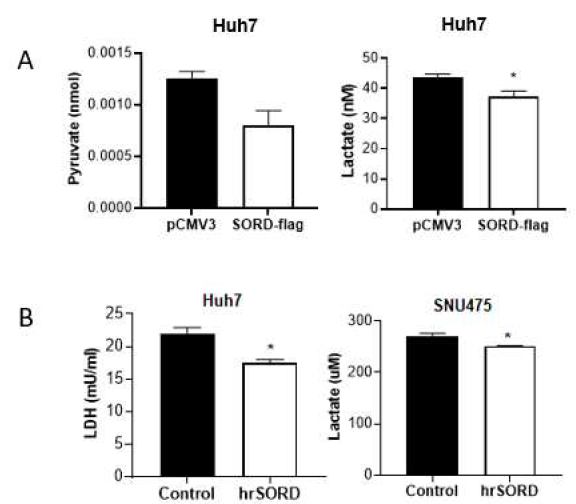 SORD 과발현 간암 세포주 내 Lactate, Pyruvate 및 LDH 활성 측정