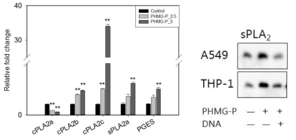 PHMG-P를 처리한 세포의 PLA2a 유전자 및 단백질 발현의 변화