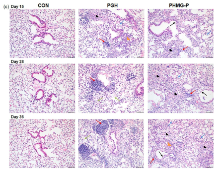 PHMG-P와 PGH를 반복 투여한 마우스 폐의 조직병리학적 변화