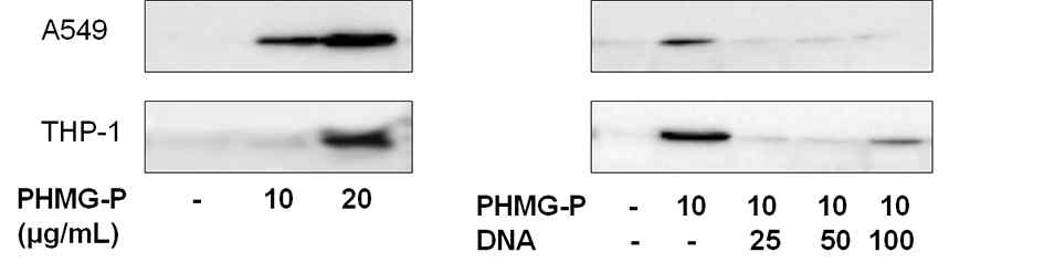 PHMG-P, 혹은 PHMG-P와 DNA를 처리한 세포에서의 HMGB1 secretion 변화