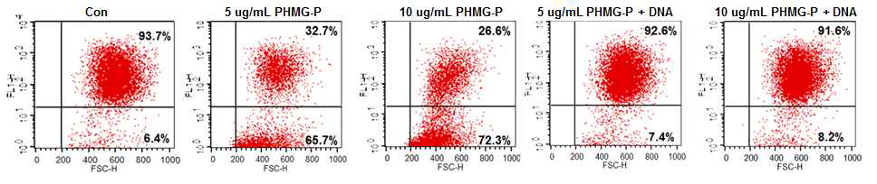 PHMG-P, 혹은 PHMG-P와 DNA를 처리한 세포에서의 FDA staining