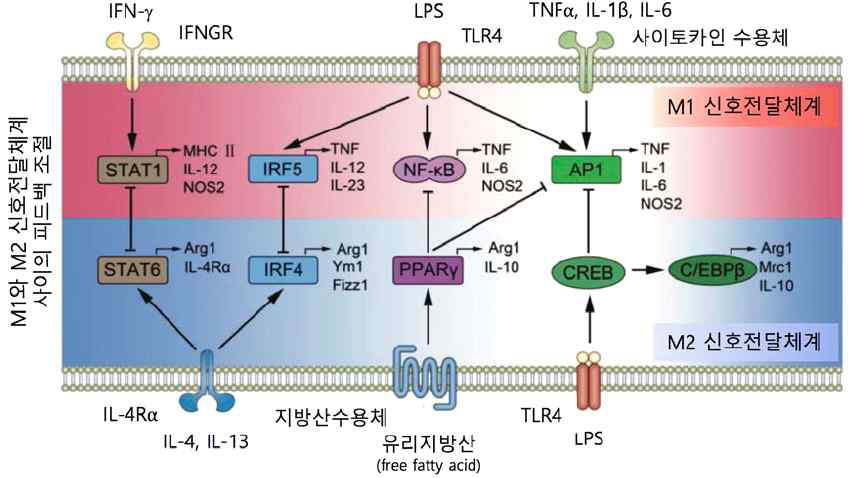 대식세포의 분극화를 조절하는 전사인자들의 상호관계