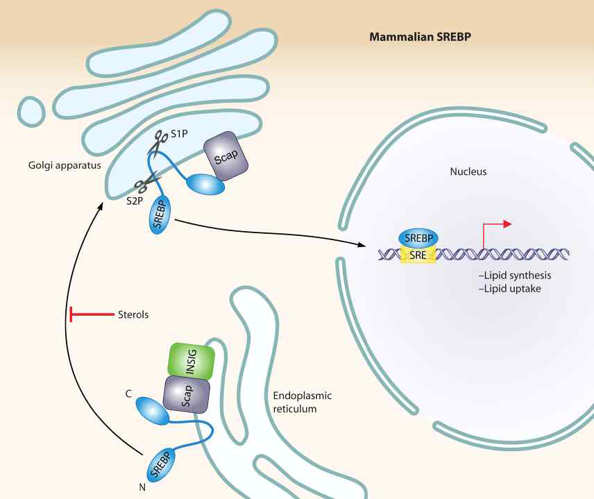 SREBP의 신호전달기전