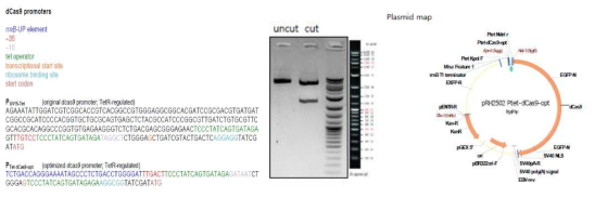 Optimized dcas9 promoter sequence, dCas9의 promoter를 Ptet-dCas9-opt로 치환한 pRH2503