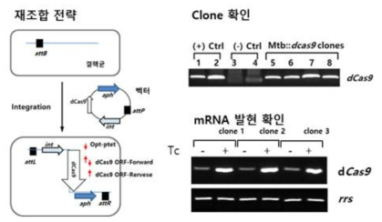 결핵균 genome 상에 optimized ptet promoter-dCas9의 삽입 방법, recombinant strain을 확인 위해 사용된 올리고 위치와 PCR 증폭 결과 4개의 clone 획득