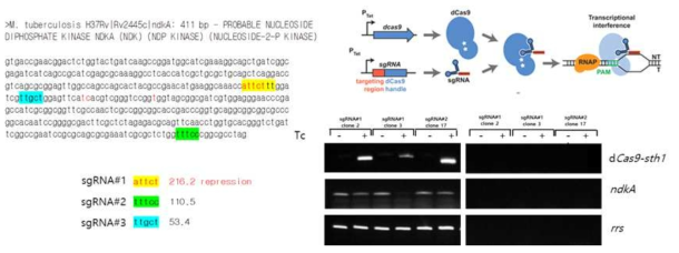 ndkA sgRNA sequence 부위와 Tc induction 조건에서 ndkA의 knock-down 확인. sgRNA 시퀀스 옆의 숫자는 dCas9sth1에서 PAM 시퀀스에 따른 repression 정도(SM Fortune 논문 참고). dCas9sth1의 knock-down 원리, Tc induction 조건에서 ndkA repression, 오른쪽 조건 reverse transcriptase 없이 cDNA 합성