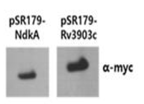 pSR179-NdkA, Rv3903c 과발현 확인