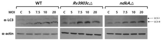 MTB wild type과 각 mutant strain을 Raw 264.7 cell에 infection 후 세포 Infection 효율을 LC3 level로 측정