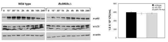 자가포식 p62와 LC3 elongation 변화 분석 및 Intracellular cell survival assay