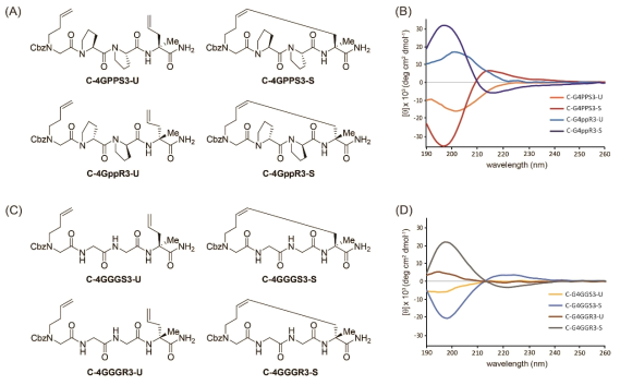 Chirality 변화를 통한 스테이플화된 폴리프롤린 II 나선구조의 handedness 조절 예