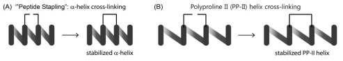 α-helix와 폴리프롤린 II 나선구조의 비교