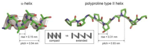Cross-linking을 이용한 α-helix 및 폴리프롤린 II 나선구조의 안정화
