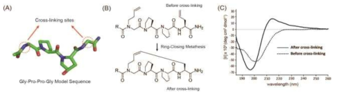 선행연구에서 폴리프롤린 II 나선구조의 안정화 효과를 보인 pent-3-ene cross-linking system