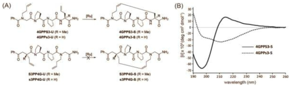 선행연구에서 폴리프롤린 II 나선구조의 안정화 효과를 보인 cross-linking system의 α-methyl기와 두 tethering 아미노산의 상대적 위치의 영향을 알아보기 위한 1차년도의 새로운 cross-linking 전략