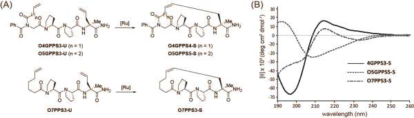선행연구에서 폴리프롤린 II 나선구조의 안정화 효과를 보인 pent-3-ene cross-link에 carbonyl기를 도입하거나 질소원소를 제거한 1차년도의 새로운 cross-linking 전략