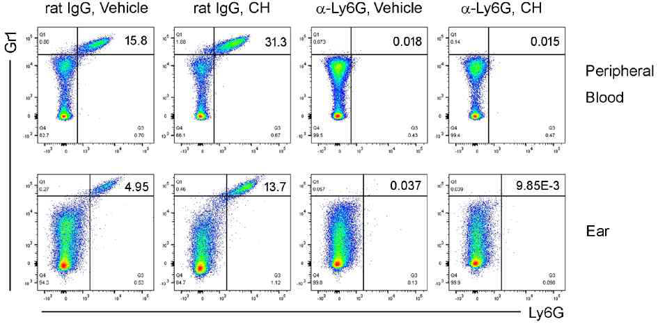항-Ly6G 항체를 투여한 결과 CH223191 (CH)의 처리와 관계없이 호중구 (Ly6G+Gr1+)가 사라진 것을 확인함