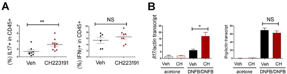 CH223191처리 후 유세포분포분석기(A) 및 RT- qPCR(B)로 IL17이 증가된 것을 확인함