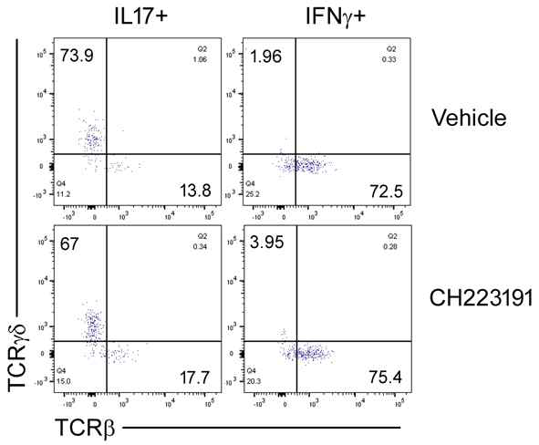 DNFB에 의한 피부염증을 유발하면 IL17이 분비됨. IL17을 분비하는 세포를 찾기 위해 유세포 분석으로 확인한 결과 IL17은 TCRgd+세포에서 주로 분비됨. 이와 대조적으로 IFNg는 TCRb+ 세포에서 분비됨