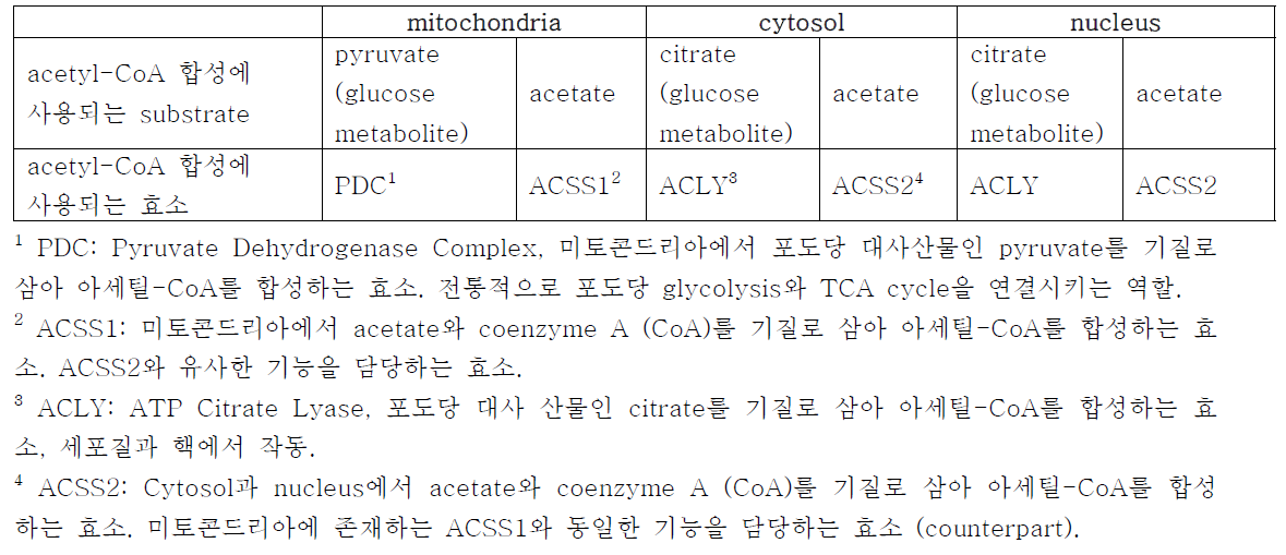 세포 구획별 acetyl-CoA 대사