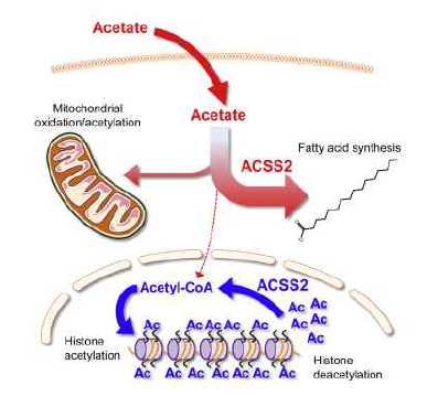 세포구획별 acetate 대사. 말초 세포에서 혈중 acetate 흡수/대사 (빨간색): 주로 lipid 합성에 사용됨. 말초세포에서 핵내 acetate 대사 (파란색): 히스톤 acetylation에 사용