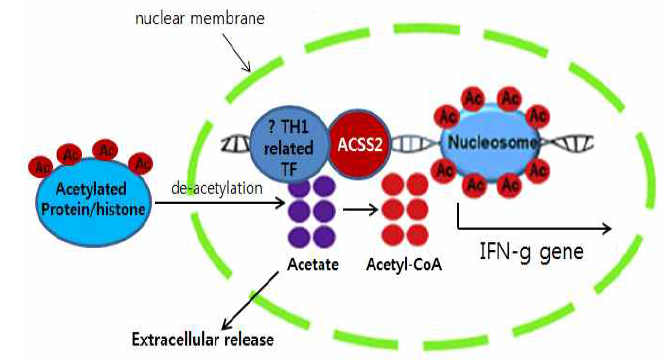 연구가설 T 세포가 자극을 받으면 acetylationdeacetylation 반응이 활발해져서 free acetate가 증가함 --> 일부는 세포 밖으로 배출되나 일부는 ACSS2에 의해 아세틸-CoA로 변환됨 --> 변환된 아세틸-CoA는 IFN-g 유전자의 promoter acetylation을 증가시키고 결국 IFN-g 발현을 증가시킴. ACSS2는 TH1 transcription factor(T-bet 등)에 의해 IFN-g loci로 동원되어 IFN-g histone acetylation을 증가시켰을 것으로 예상. Ac, acetyl-group