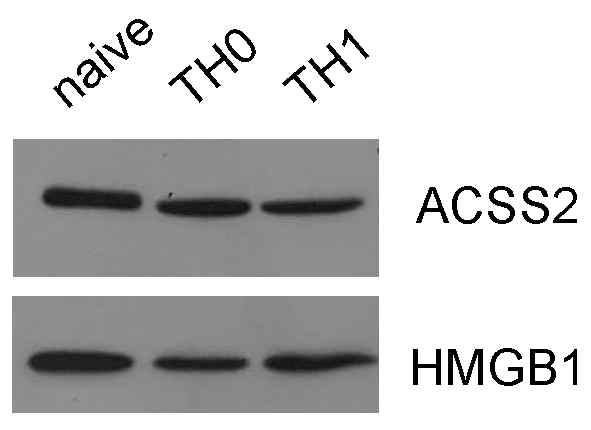 The expressin of ACSS2 in the subsets of CD4+ T cells