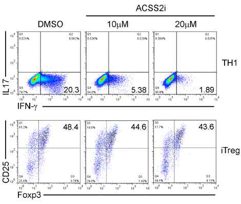 ACSS2저해제 (ACSS2i) 10, 20 μM을 처리하였을 때 TH1 (IFNg+), iTreg (Foxp3+) 분화에 미치는 영향