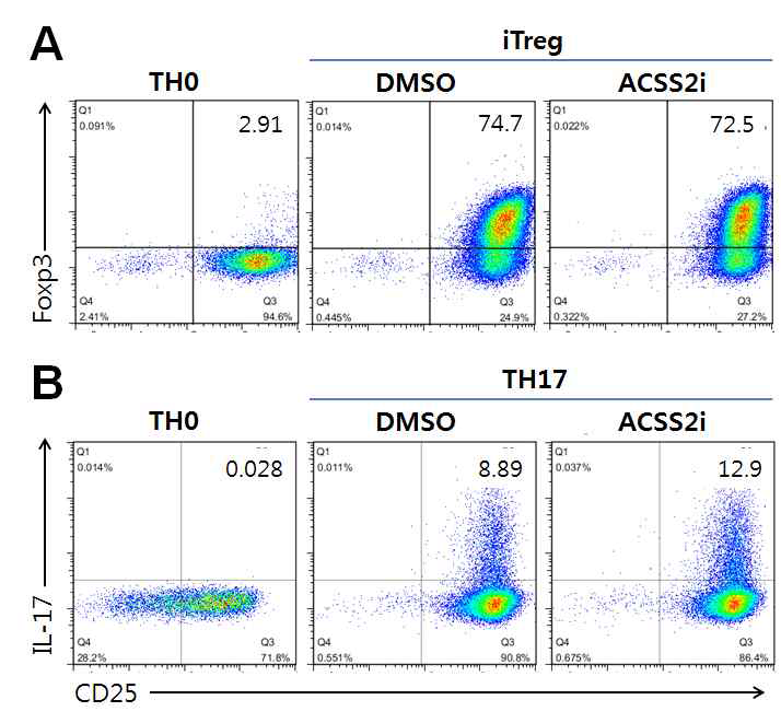 ACSS2 inhibitor는 iTreg 혹은 TH17 분화에 영향을 주지 않음. Naive CD4+ 세포를 iTreg (A) 혹은 TH17 (B) 조건에서 배양함. 각 sample 마다 ACSS2 inhibitor (ACSS2i) 혹은 vehicle (DMSO)을 넣어 줌. 3일 후 Foxp3와 IL17 발현을 FACS로 분석. FACS plot에 있는 숫자는 각각 Foxp3 (A) 혹은 IL-17 (B) positive cell percentage. TH0는 negative control로 사용