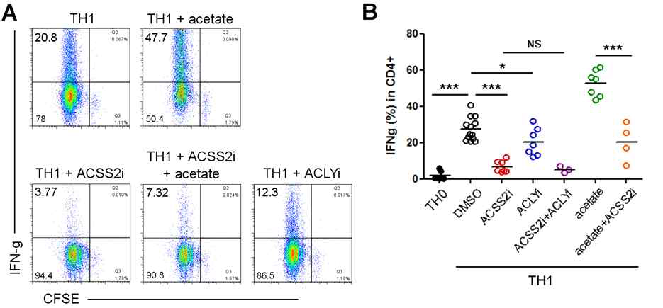 ACSS2 inhibitor가 TH1 세포에서 IFN- γ 발현을 줄임. A. CFSE-labeled naive CD4+ 세포를 TH1 조건에서 배양함. 추가로 ACSS2 inhibitor (ACSS2i), ACLY inhibitor (ACLYi) 혹은 acetate를 넣어 줌. 3일 후 CFSE와 사이토카인 발현을 FACS로 분석. B. A 결과를 통계분석 (각 동그라미는 independent experiment를 의미)