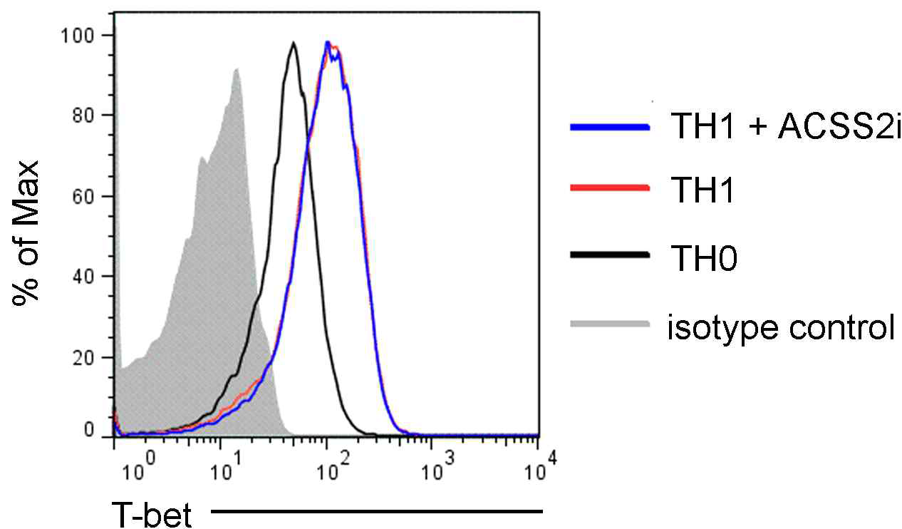 ACSS2 저해제 처리와 T-bet 전사인자 발현에는 관계가 없음--> ACSS2는 T-bet을 통하지 않고 TH1 분화에 영향을 준다고 보임