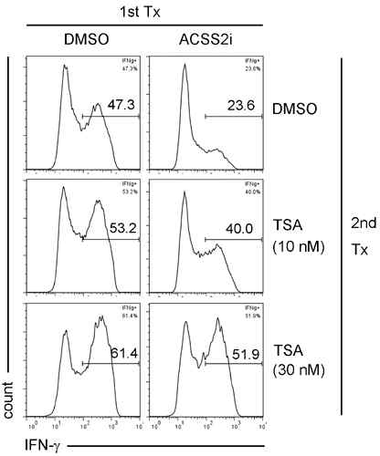 TSA처리로 히스톤 아세틸화를 증가시키면 ACSS2 저해제에 의한 IFN-g 발현 변화가 줄어듦