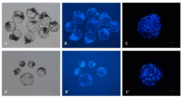 돼지 배아의 세포질 응집 유래 배반포의 사진 (A, B, C) 및 단일 배아 유래 배반포의 사진 (A’,B’,C’)