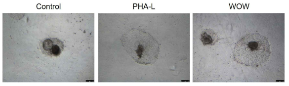 대조구, PHA-L 및 WOW 기법을 이용한 응집할구 유래 배반포의 seeding 후 10일째 배아줄기세포유사 콜리니의 모습