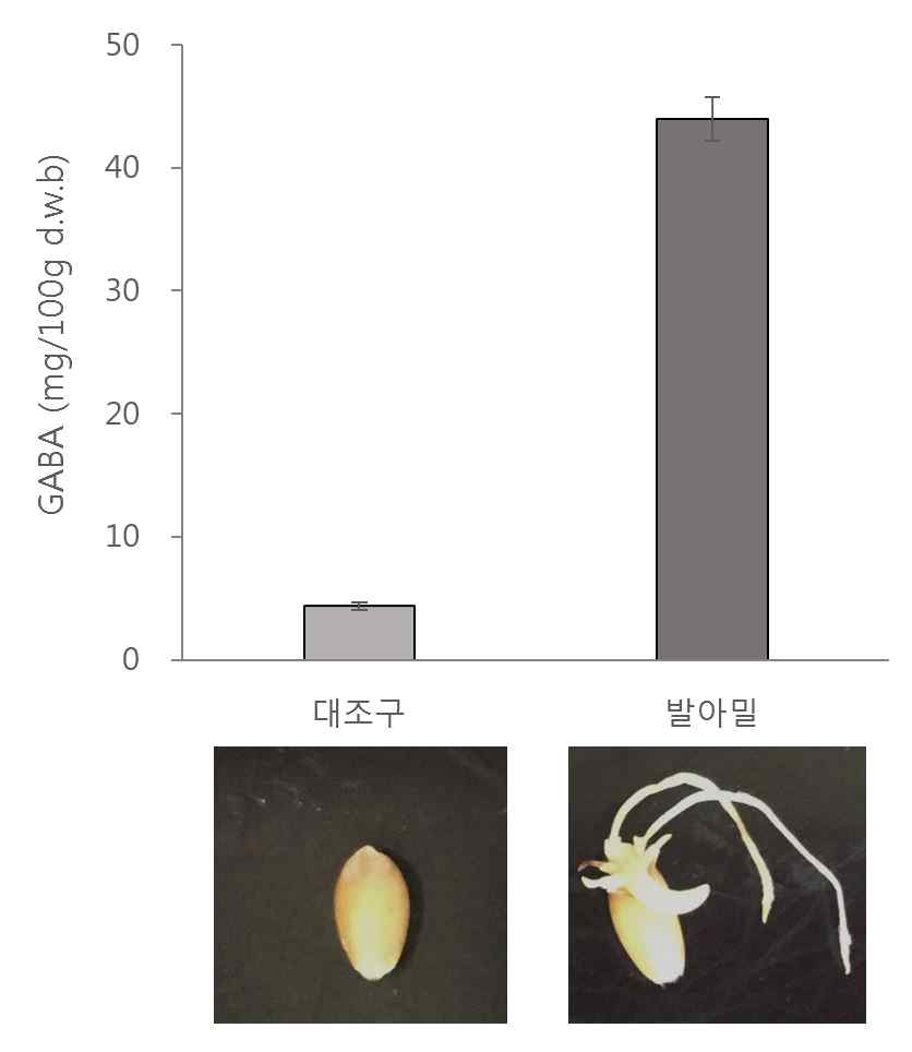 예비실험결과: 대조구 및 발아밀의 GABA함량