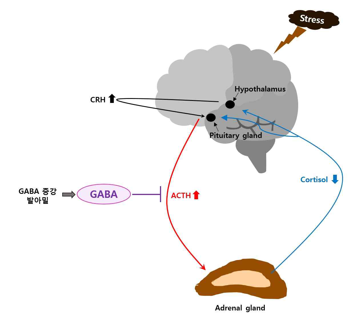 외부 스트레스에 의한 뇌 반응 및 GABA의 역할
