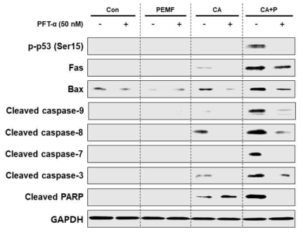 p53 단백질 억제제(PFT-α) 처리 시, CAPE와 PEMF 병용처리 시너지 효과의 변화를 보여주는 결과