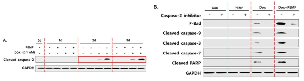 DOX 단독처리군에 비해 PEMF 병용처리 시 caspase-2의 활성화가 더욱 증가함을 보여주는 결과