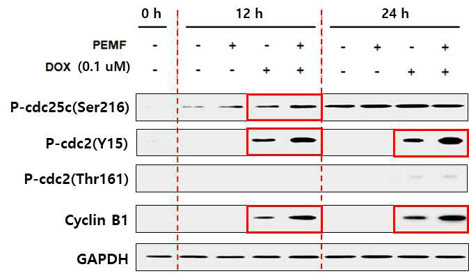 1일차까지 DOX와 PEMF 병용처리 시 G2/M arrest 관련 단백질의 발현 변화을 보여주는 결과