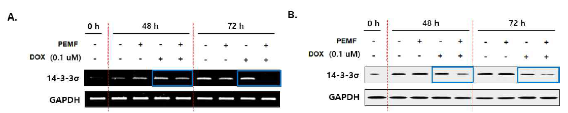 2일차 이후 DOX 단독처리군에 비해 PEMF 병용처리 시 14-3-3σ의 발현이 더욱 감소함을 보여주는 결과