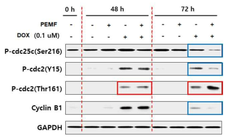 2일차 이후 DOX와 PEMF 병용처리 시 G2/M arrest 관련 단백질의 발현 변화을 보여주는 결과