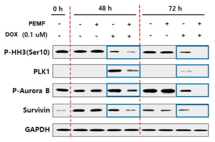 2일차 이후 DOX와 PEMF 병용처리 시 mitosis 관련 단백질의 발현 변화을 보여주는 결과