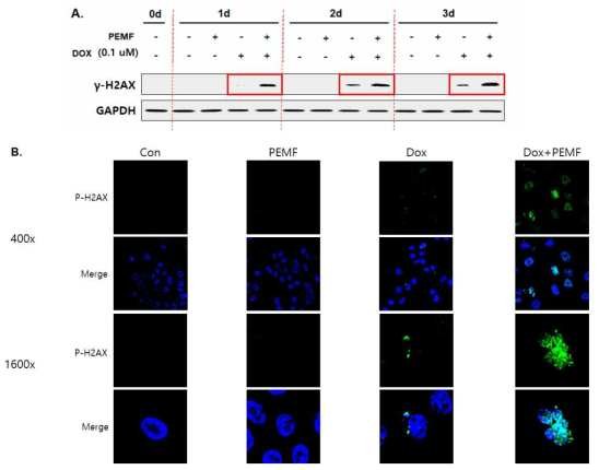 DOX 단독처리군에 비해 PEMF 병용처리 시 H2AX의 인산화가 더욱 증가함을 보여주는 결과